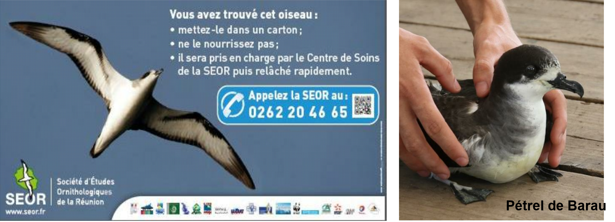 Petrel de Barau