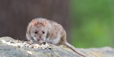 Protégez-vous contre la leptospirose