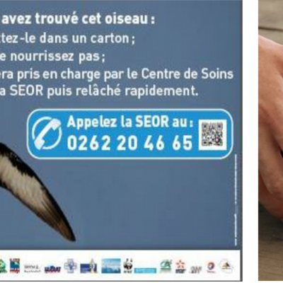 Petrel de Barau