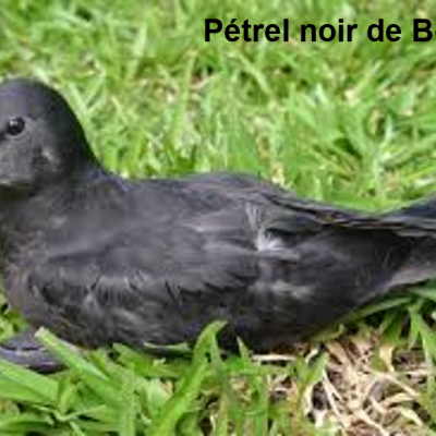 Petrel noir de Bourbon